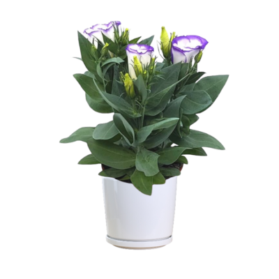 Eustoma Russellianum 'Bolero Blue Rim'